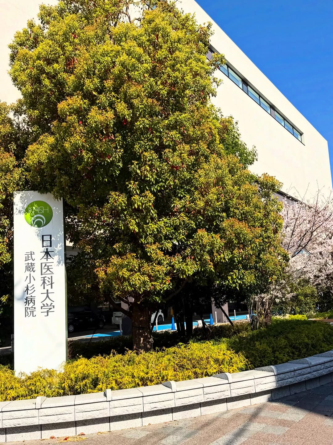 桜の咲く日本医科大学武蔵小杉病院の外観